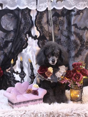 20231001ラムくん